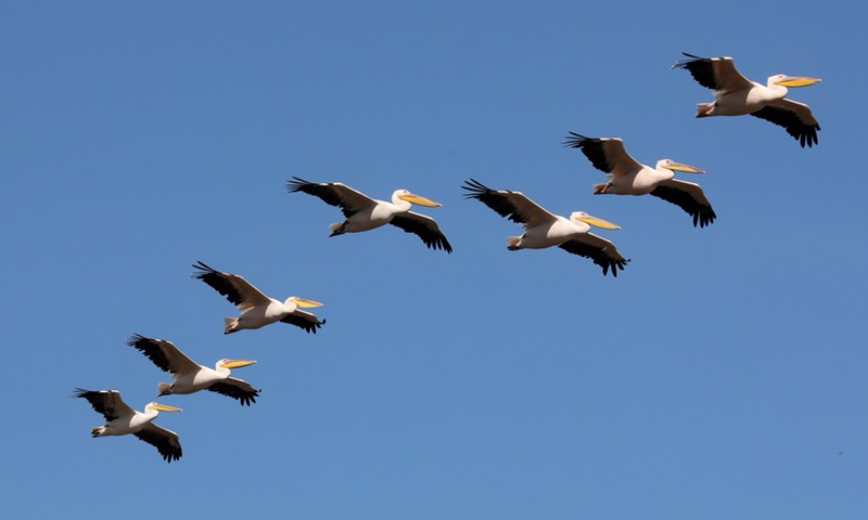 Great white pelicans are seen flying over a water reservoir in the Emek Hefer Valley near the central Israeli coastal city of Netanya, on Nov.8, 2021.(Photo: Xinhua)