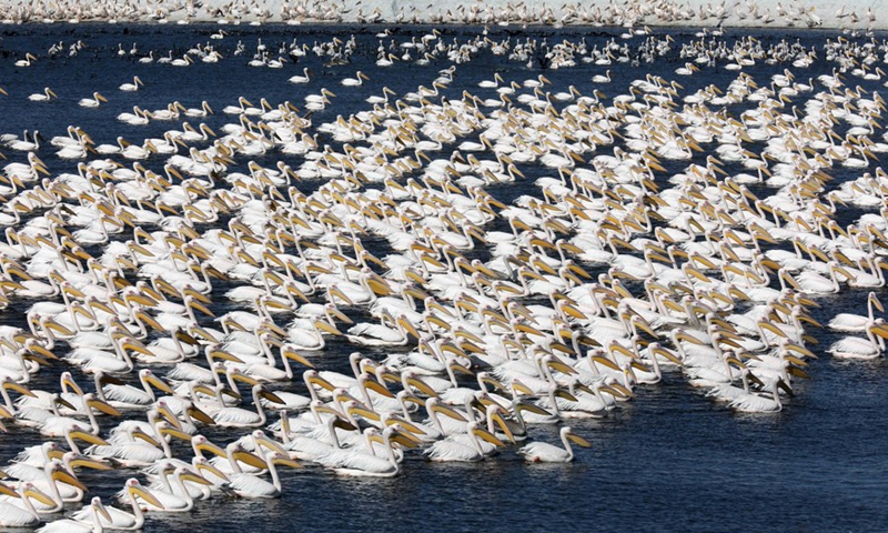 Great white pelicans are seen resting in a water reservoir in the Emek Hefer Valley near the central Israeli coastal city of Netanya during their annual migration to Africa, on Nov. 8, 2021.(Photo: Xinhua)