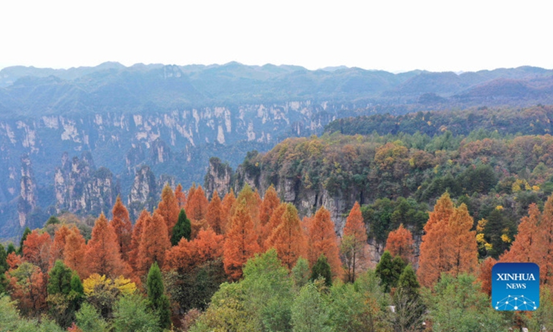 Aerial photo taken on Nov. 12, 2021 shows the scenery of the Wulingyuan Scenic Area in Zhangjiajie City, central China's Hunan Province.Photo:Xinhua