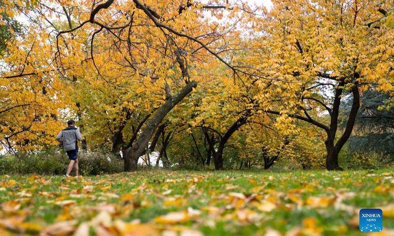 A man runs on a path during an autumn day in Central Park in New York, the United States, Nov. 14, 2021(Photo: Xinhua)