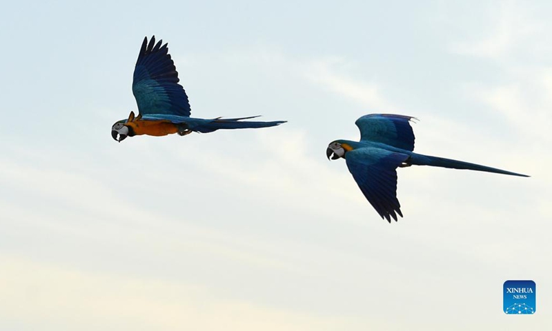 Parrots are seen during a training show in Capital Governorate, Kuwait, Nov. 15, 2021. (Photo by Asad/Xinhua) 