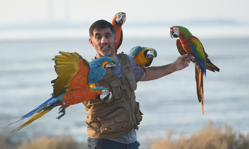 A man trains parrots during a training show in Capital Governorate, Kuwait, Nov. 15, 2021.(Photo by Asad/Xinhua) 