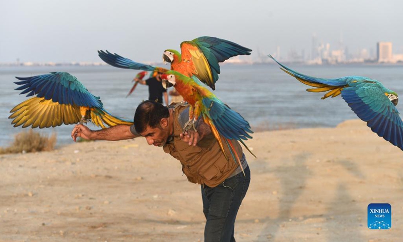 A man trains parrots during a training show in Capital Governorate, Kuwait, Nov. 15, 2021.(Photo by Asad/Xinhua) 
