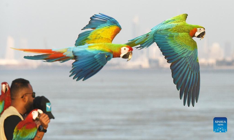 A man trains parrots during a training show in Capital Governorate, Kuwait, Nov. 15, 2021.(Photo by Asad/Xinhua) 