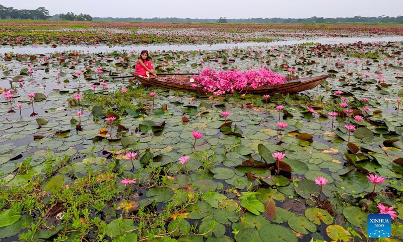 A girl is seen on a boat loaded with red water lilies in Barisal, Bangladesh, Nov. 16, 2021. (Xinhua)