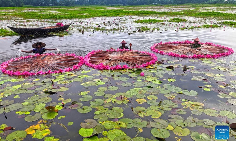 People collect red water lilies in Barisal, Bangladesh, Nov. 16, 2021. (Xinhua) 