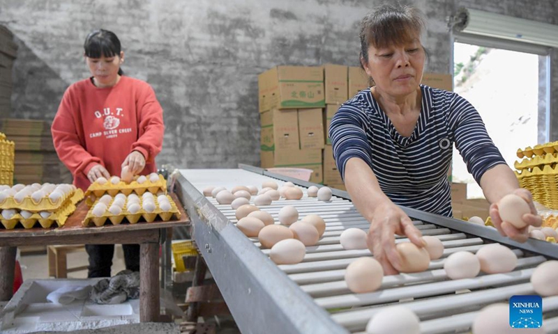 Workers sort eggs at a hen breeding plant in Liulian Village of Shinan Town in Xingye County, south China's Guangxi Zhuang Autonomous Region, Nov. 19, 2021. During the past years, Xingye has made great efforts to promote characteristic industries based on local conditions such as introducing advanced farming and cultivating techniques and better types of agricultural products, so as to boost farmers' income. (Xinhua/Cao Yiming)