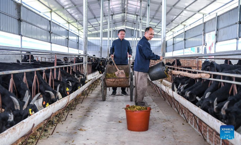 People feed black goats at a black goat breeding plant in Wuxing Village of Shanxin Town in Xingye County, south China's Guangxi Zhuang Autonomous Region, Nov. 19, 2021. During the past years, Xingye has made great efforts to promote characteristic industries based on local conditions such as introducing advanced farming and cultivating techniques and better types of agricultural products, so as to boost farmers' income. (Xinhua/Cao Yiming)