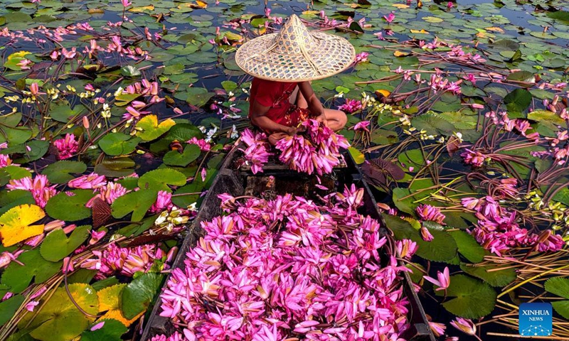 A boat loaded with red water lilies is seen in Barisal, Bangladesh, Nov. 16, 2021. (Xinhua) 