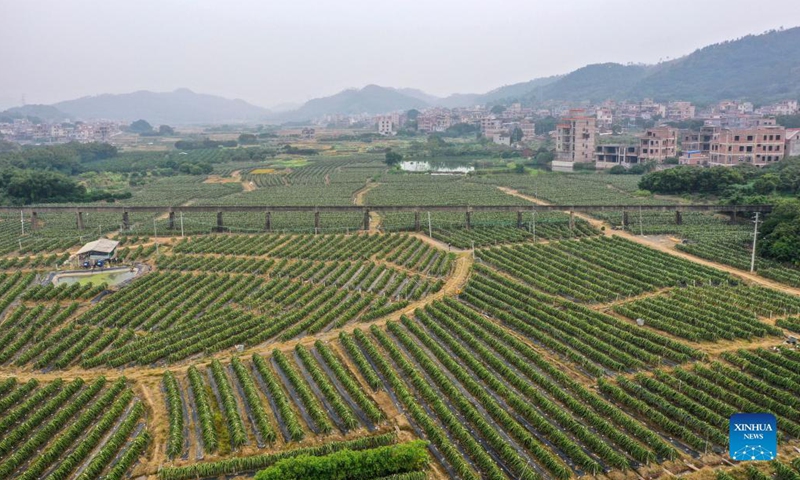 Aerial photo taken on Nov. 19, 2021 shows a dragon fruit planting base in Dapingshan Town of Xingye County, south China's Guangxi Zhuang Autonomous Region. During the past years, Xingye has made great efforts to promote characteristic industries based on local conditions such as introducing advanced farming and cultivating techniques and better types of agricultural products, so as to boost farmers' income. (Xinhua/Cao Yiming)