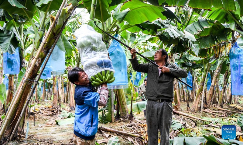 Farmers harvest bananas in Sanlian Village of Dapingshan Town in Xingye County, south China's Guangxi Zhuang Autonomous Region, Nov. 19, 2021. During the past years, Xingye has made great efforts to promote characteristic industries based on local conditions such as introducing advanced farming and cultivating techniques and better types of agricultural products, so as to boost farmers' income. (Xinhua/Cao Yiming)