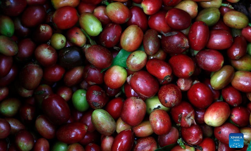 Photo taken on Nov. 19, 2021 shows Arabica Gayo variety coffee beans at a plantation in Bener Meriah district in Aceh, Indonesia. (Photo by Junaidi Hanafiah/Xinhua)