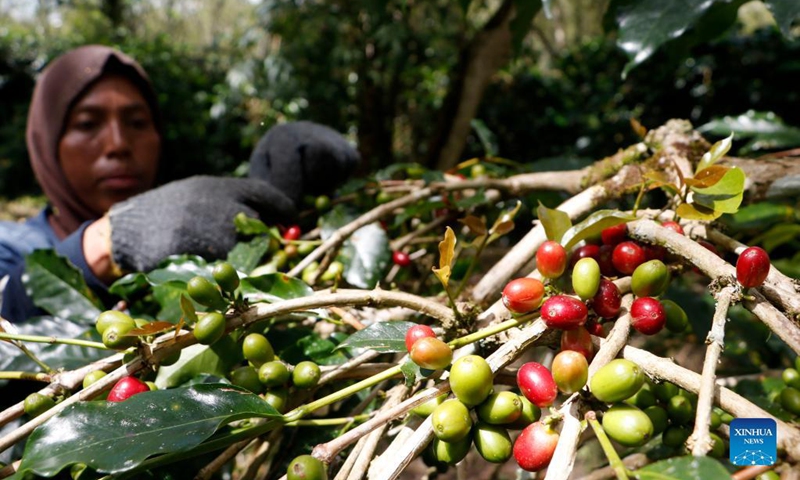 A farmer picks Arabica Gayo variety coffee beans at a plantation in Bener Meriah district in Aceh, Indonesia, Nov. 19, 2021. (Photo by Junaidi Hanafiah/Xinhua) 