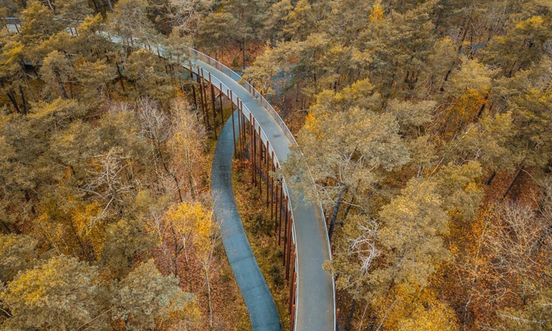 Aerial photo taken on Nov. 19, 2021 shows autumn scenery at the Bosland Nature Reserve in Limburg Province, Belgium. (Xinhua/Zhang Cheng)  