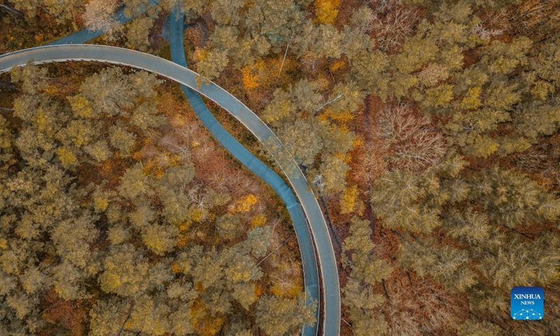 Aerial photo taken on Nov. 19, 2021 shows autumn scenery at the Bosland Nature Reserve in Limburg Province, Belgium. (Xinhua/Zhang Cheng)