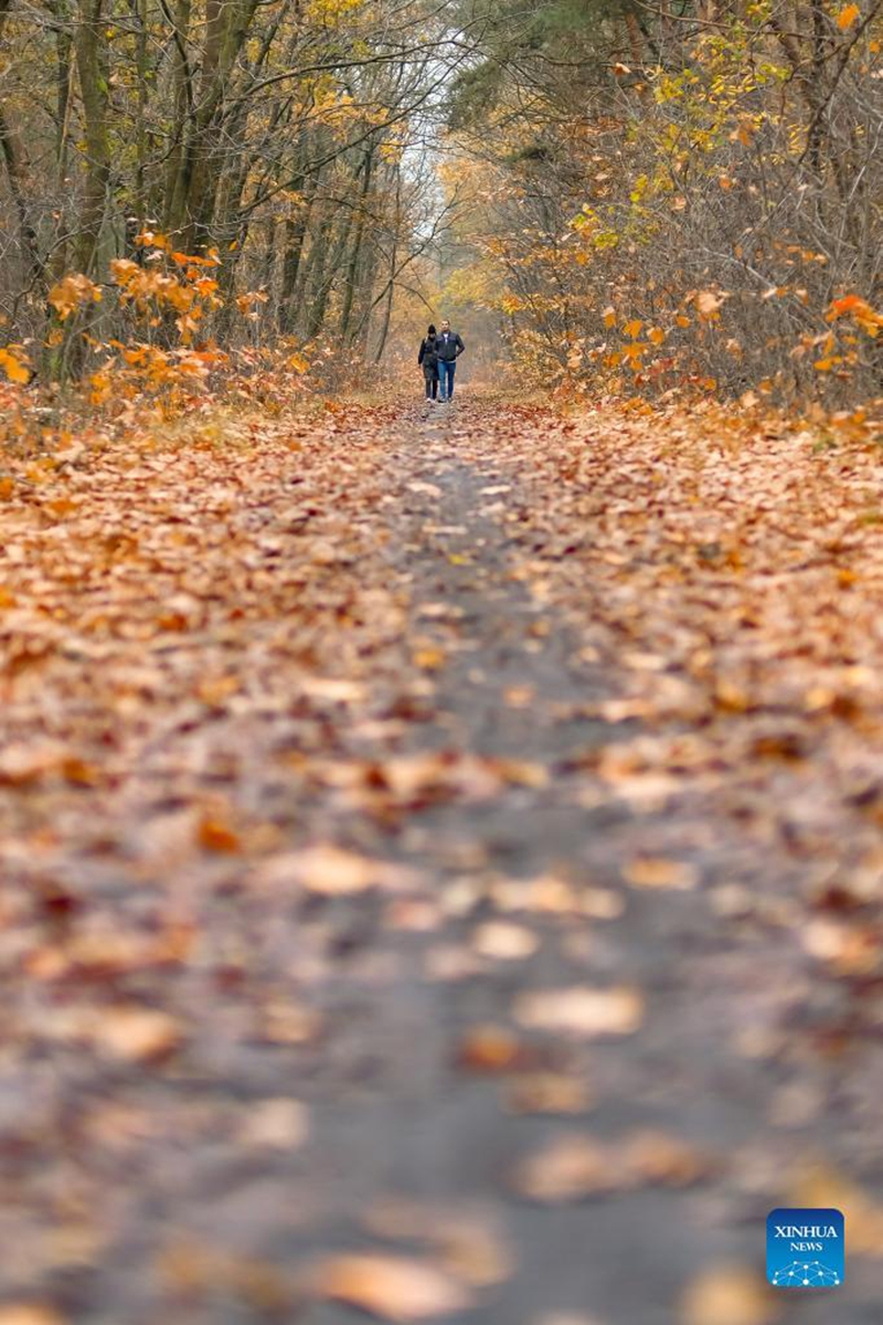 People walk at the Bosland Nature Reserve in Limburg Province, Belgium, Nov. 19, 2021. (Xinhua/Zhang Cheng)