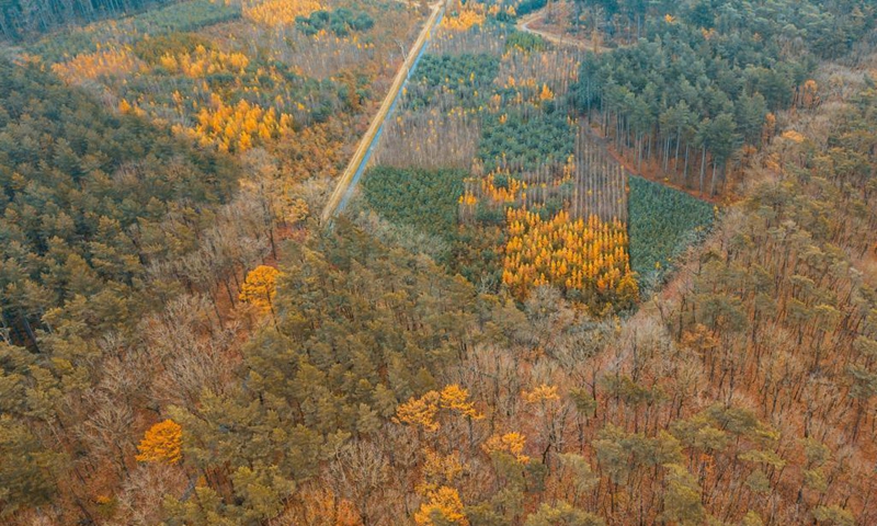 Aerial photo taken on Nov. 19, 2021 shows autumn scenery at the Bosland Nature Reserve in Limburg Province, Belgium. (Xinhua/Zhang Cheng)