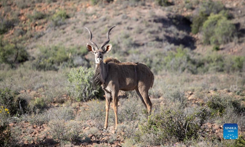 Photo taken on Nov. 21, 2021 shows a kudu in Karoo National Park, Western Cape Province, South Africa. Karoo National Park is a small portion of the Great Karoo, a vast and unforgiving landscape. Being the largest ecosystem in South Africa, the Karoo is home to a fascinating diversity of life, all having adapted to survive in these harsh conditions. (Xinhua/Lyu Tianran) 