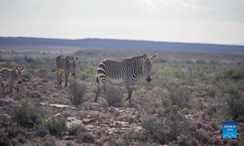Photo taken on Nov. 21, 2021 shows mountain zebras in Karoo National Park, Western Cape Province, South Africa. Karoo National Park is a small portion of the Great Karoo, a vast and unforgiving landscape. Being the largest ecosystem in South Africa, the Karoo is home to a fascinating diversity of life, all having adapted to survive in these harsh conditions. (Xinhua/Lyu Tianran) 