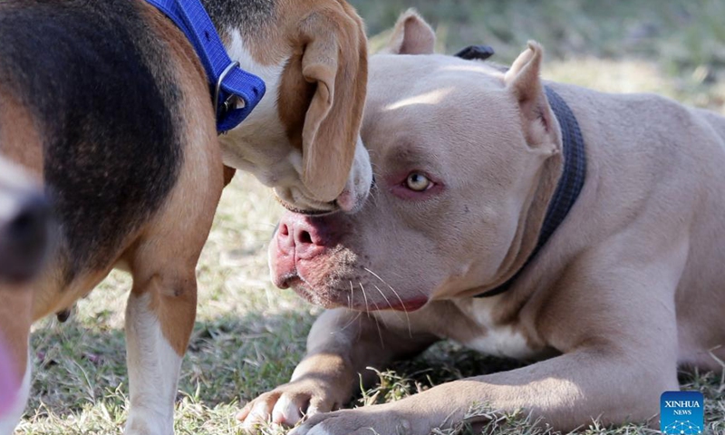Dogs are seen during a dog show in Amritsar of India's northern state of Punjab, Nov. 21, 2021. (Str/Xinhua)