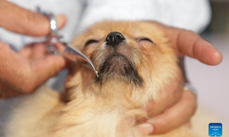 A pomeranian gets its hair trimmed during a dog show in Amritsar of India's northern state of Punjab, Nov. 21, 2021. (Str/Xinhua)