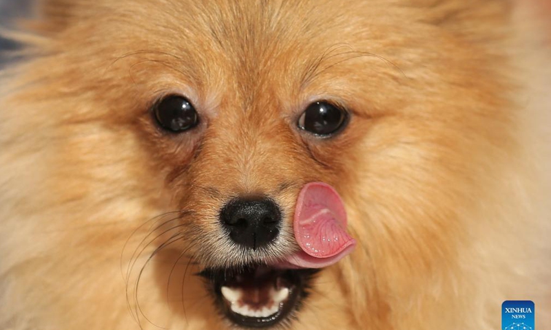 A pomeranian is seen during a dog show in Amritsar of India's northern state of Punjab, Nov. 21, 2021. (Str/Xinhua)