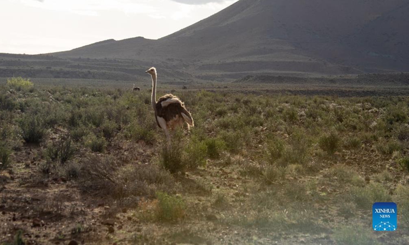 Photo taken on Nov. 21, 2021 shows an ostrich in Karoo National Park, Western Cape Province, South Africa. Karoo National Park is a small portion of the Great Karoo, a vast and unforgiving landscape. Being the largest ecosystem in South Africa, the Karoo is home to a fascinating diversity of life, all having adapted to survive in these harsh conditions. (Xinhua/Lyu Tianran) 