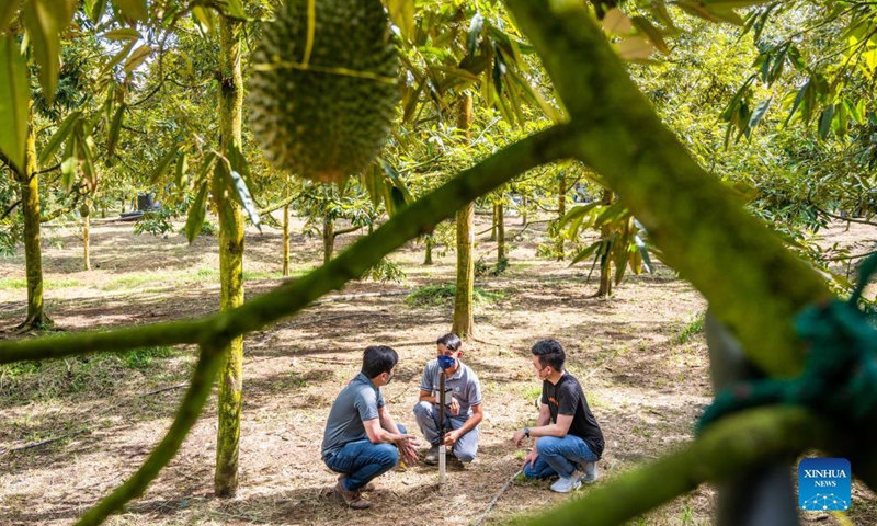 Durian orchard owner Leong Pui Sam (C) talks with Alex Ch'ng (L), general manager of Regaltech, and Derick Choe with Alibaba Cloud, next to the sensor node at a durian orchard in Raub, Malaysia, Nov. 21, 2021.Photo:Xinhua