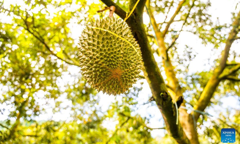 The Musang King Durian fruit is seen at a durian orchard in Raub, Malaysia, Nov. 21, 2021.Photo:Xinhua