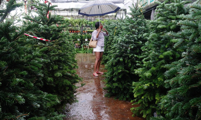 A customer buys Christmas trees at one of the florists in Singapore, Nov. 24, 2021.(Photo; Xinhua)