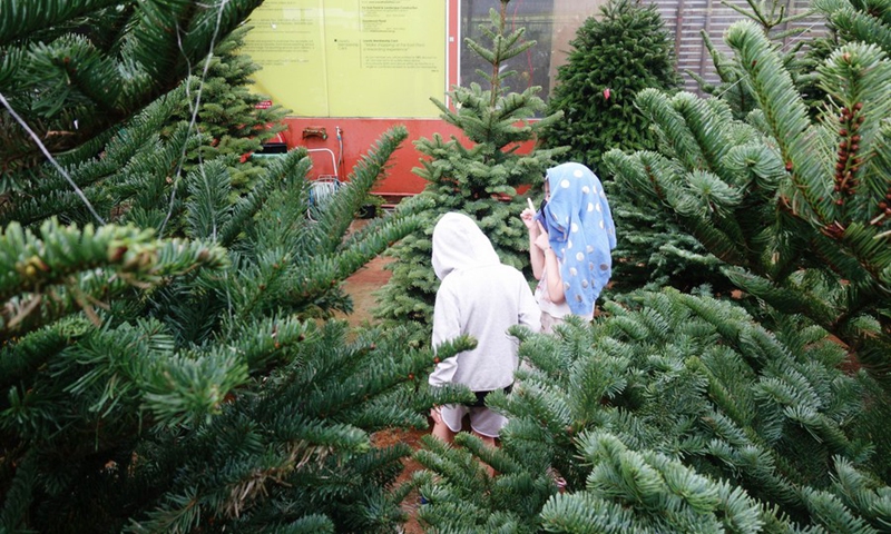 Two children shop for Christmas trees at one of the florists in Singapore on Nov 24, 2021.(Photo; Xinhua)