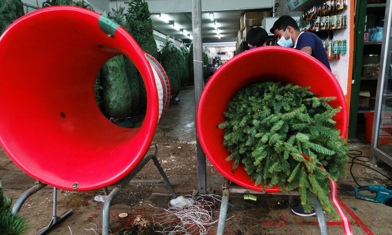 Workers pack Christmas trees at one of the florists in Singapore, Nov. 24, 2021.(Photo; Xinhua)