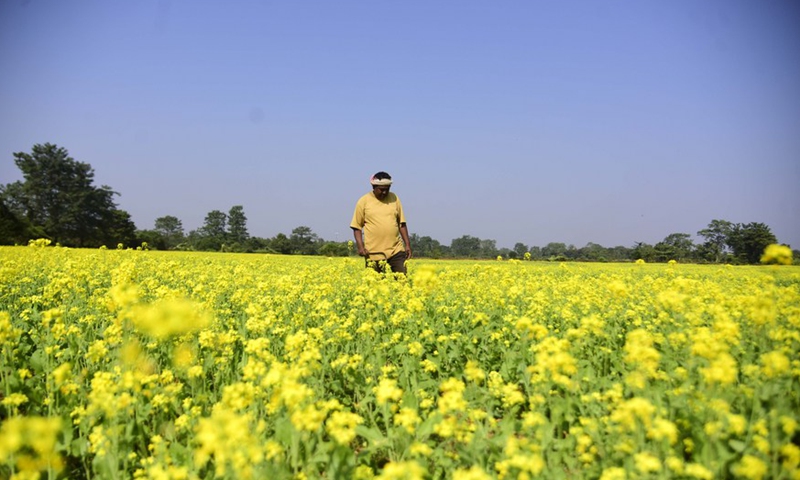 A farmer works at a blossomed mustard field at Kampur village in Nagaon district of India's northeastern state of Assam, Nov. 27, 2021.Photo:Xinhua