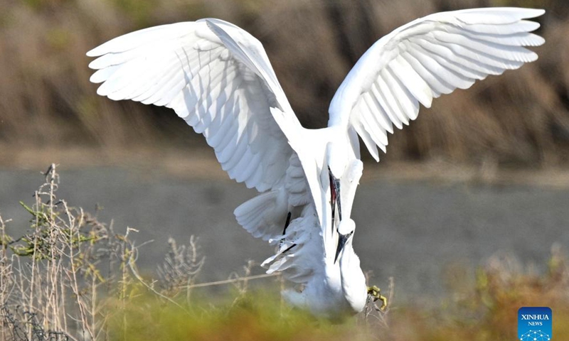 Little egrets fight for food at a beach in Jahra Governorate, Kuwait, Nov. 26, 2021.Photo:Xinhua