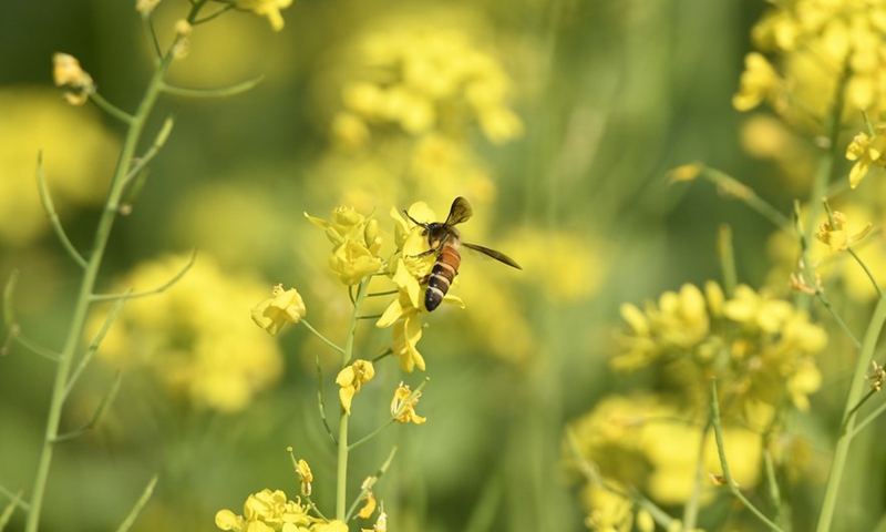 A honey bee sucks nectar of a mustard flower at a blossomed mustard field at Kampur village in Nagaon district of India's northeastern state of Assam, Nov. 27, 2021.Photo:Xinhua