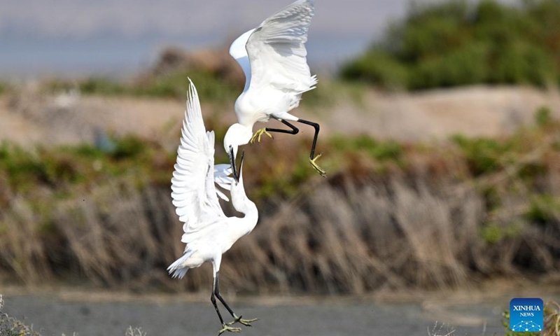 Little egrets fight for food at a beach in Jahra Governorate, Kuwait, Nov. 26, 2021.Photo:Xinhua