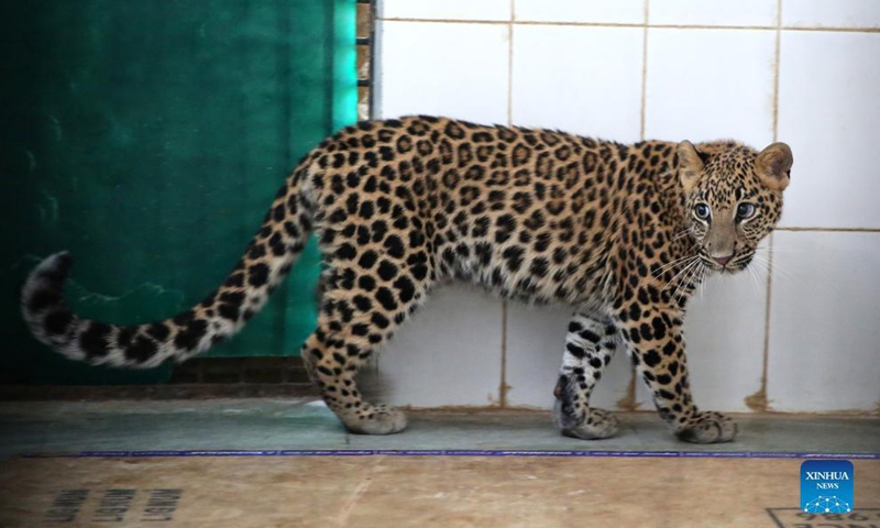 A six-month-old leopard is seen at a care center in Van Vihar National Park in Bhopal, capital of India's Madhya Pradesh state, Nov. 27, 2021.Photo:Xinhua