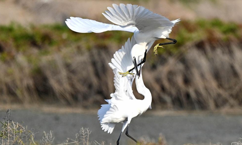 Little egrets fight for food at a beach in Jahra Governorate, Kuwait, Nov. 26, 2021.Photo:Xinhua
