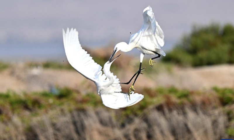 Little egrets fight for food at a beach in Jahra Governorate, Kuwait, Nov. 26, 2021.Photo:Xinhua