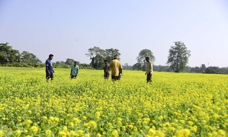 Farmers work at a blossomed mustard field at Kampur village in Nagaon district of India's northeastern state of Assam, Nov. 27, 2021.Photo:Xinhua