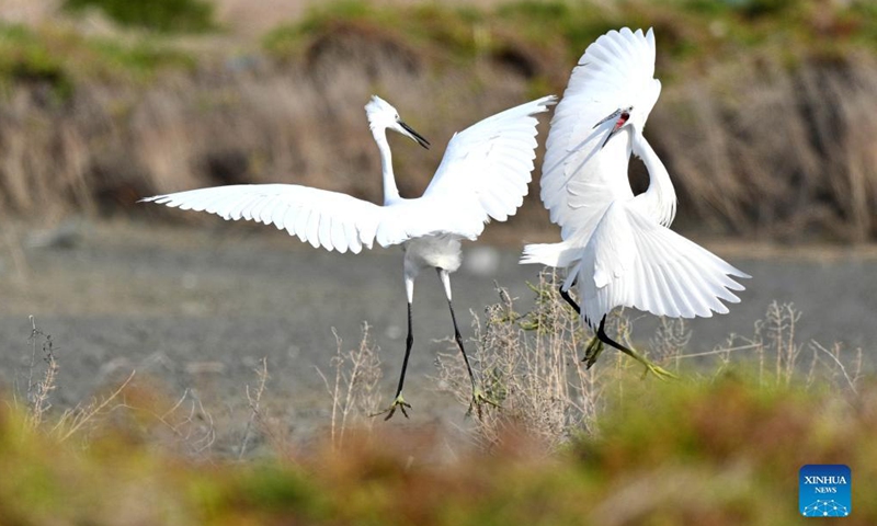 Little egrets fight for food at a beach in Jahra Governorate, Kuwait, Nov. 26, 2021.Photo:Xinhua