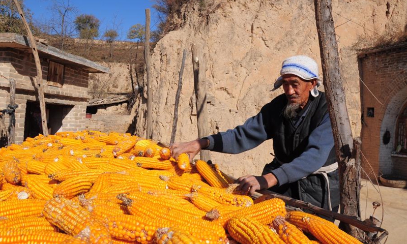 File photo taken on Nov. 5, 2010, shows Liu Qingji arranging corns in Shijiamao Village of Yukou Town in Fangshan County, north China's Shanxi Province.(Photo: Xinhua)