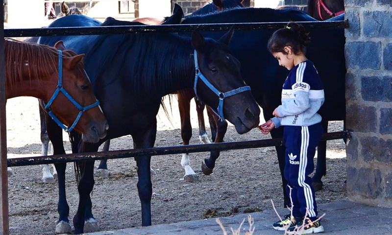 A little girl feeds a horse at a farm in the central province of Homs, Syria, on Nov. 11, 2021.(Photo: Xinhua)