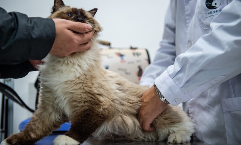 Fan Kai (R) conducts pulse examination for a pet cat at the Veterinary Teaching Hospital of China Agricultural University (CAU) in Beijing, capital of China, Oct. 29, 2021.(Photo:Xinhua)