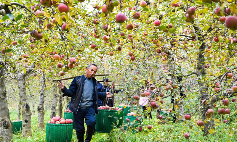 Villagers transport apples at Xiaolongdong Village of Xiaolongdong Township in Zhaotong City, southwest China's Yunnan Province, Nov. 29, 2021.(Photo: Xinhua)
