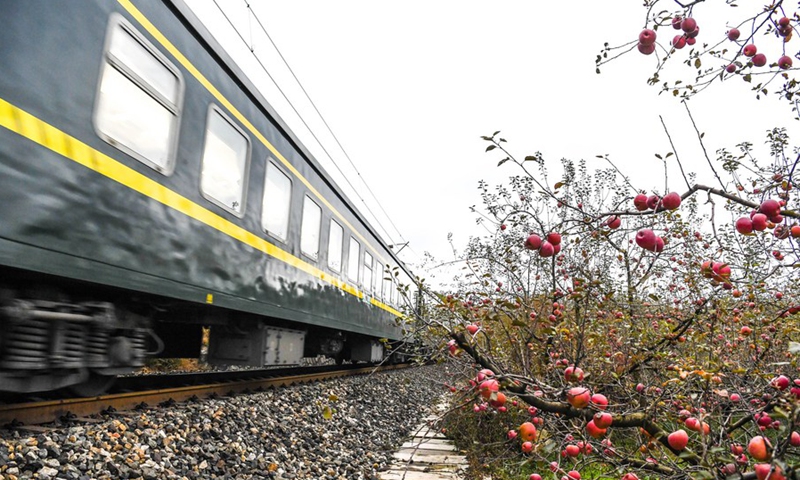 A slow train passes by an apple orchard at Xiaolongdong Village of Xiaolongdong Township in Zhaotong City, southwest China's Yunnan Province, Nov. 29, 2021.(Photo: Xinhua)