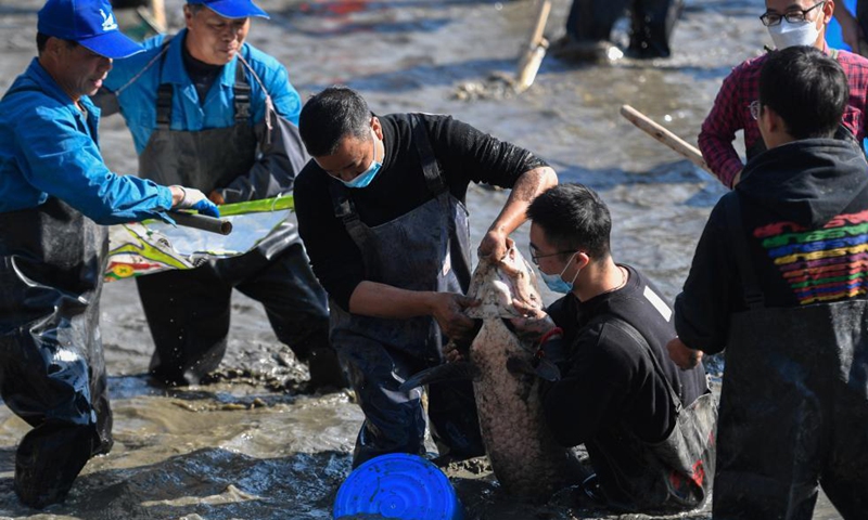 Tourists catch fish during a dredging festival at the Xixi National Wetland Park in Hangzhou, east China's Zhejiang Province, Dec. 4, 2021.Photo:Xinhua