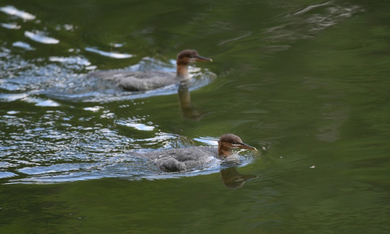 Chinese Mergansers, an endangered bird species, are pictured in Changbai Mountain National Nature Reserve in northeast China's Jilin Province, July 7, 2020.(Photo: Xinhua)