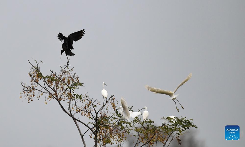 A glossy ibis (L) is spotted in Panshan Village of Xinzhou Town, Danzhou City, south China's Hainan Province, Dec. 8, 2021. The glossy ibis, a close relative of the endangered crested ibis, is currently under China's top level of state protection. (Photo: Xinhua)