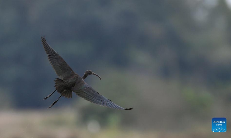 A glossy ibis is spotted in Panshan Village of Xinzhou Town, Danzhou, south China's Hainan Province, Dec. 8, 2021. The glossy ibis, a close relative of the endangered crested ibis, is currently under China's top level of state protection.(Photo: Xinhua)